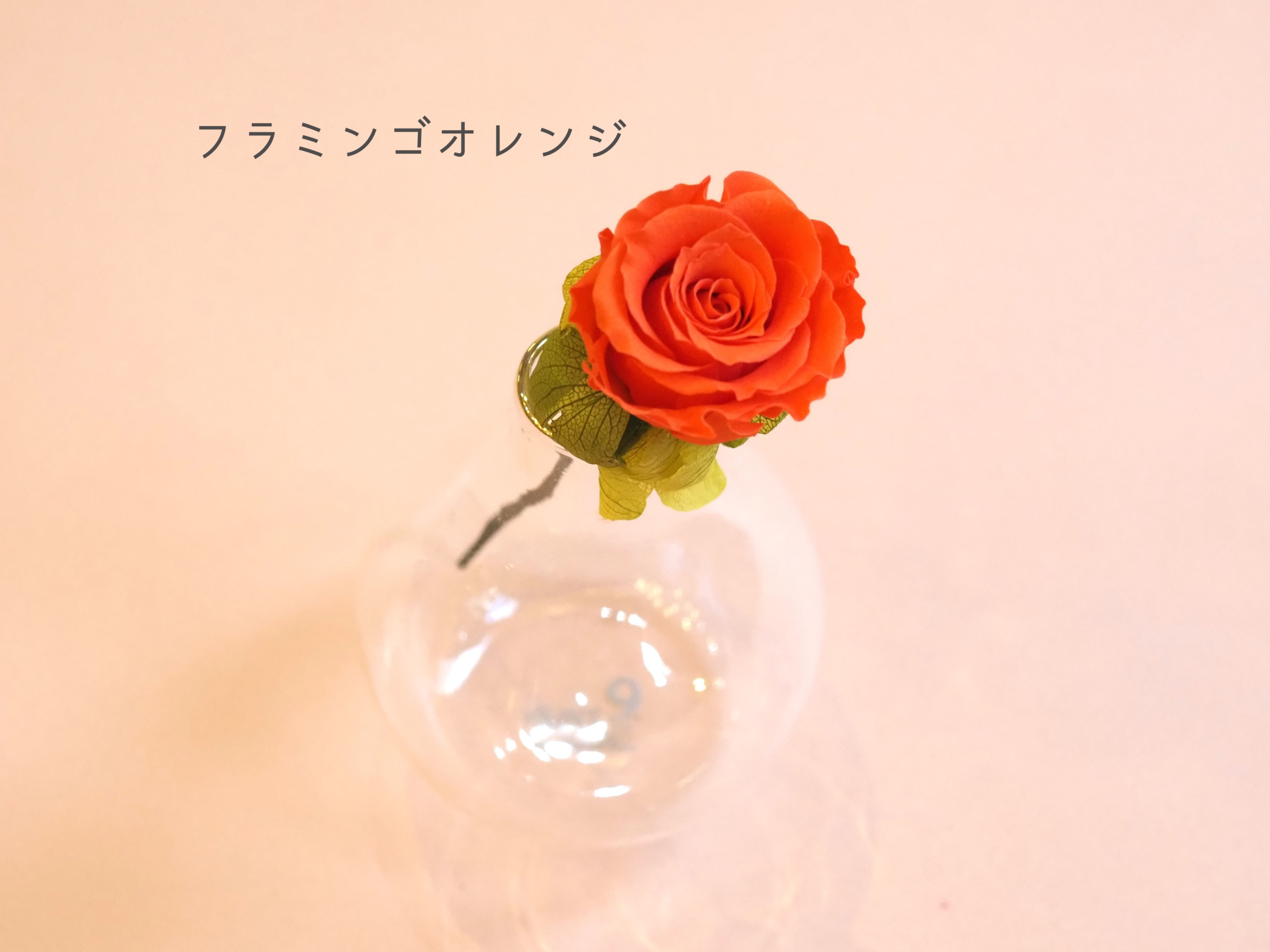 ミニバラ | プンダミリア オンラインショップ | 京都のプリザーブド 