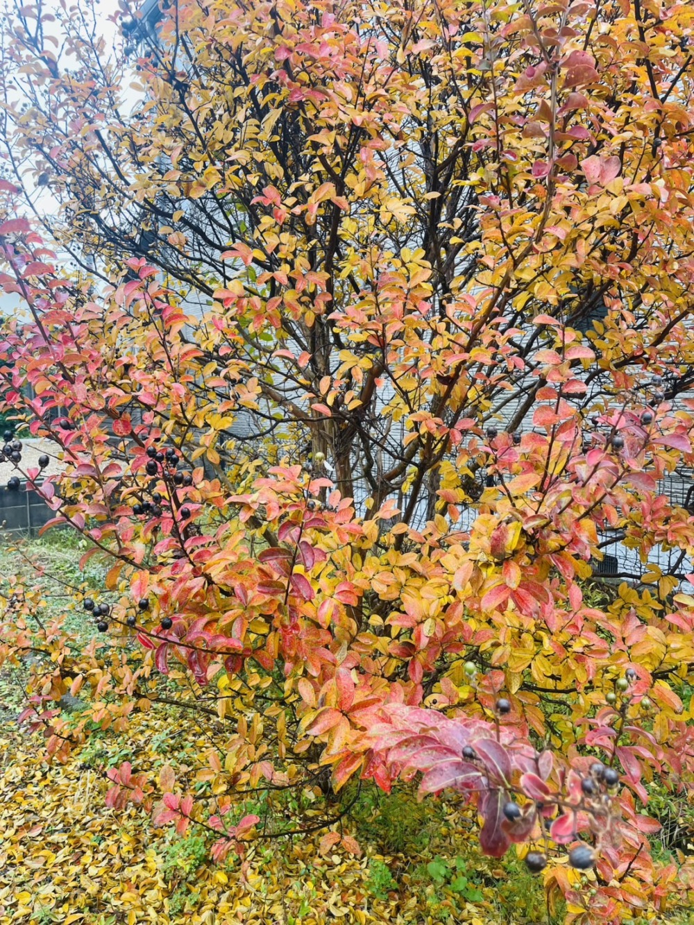 一瞬の秋を見逃さず👀