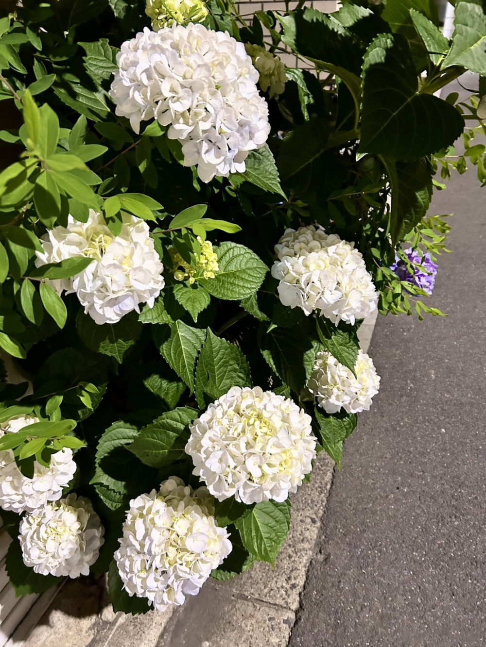 梅雨入り